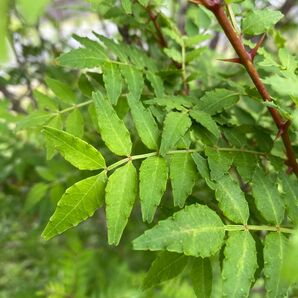 山椒の葉