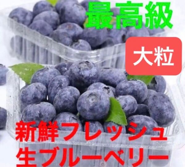 新入荷 次回入荷無 特別価格大粒秀品 高級採れたて 新鮮無農薬生ブルーベリー 超お得セット 2点のみ限定出品
