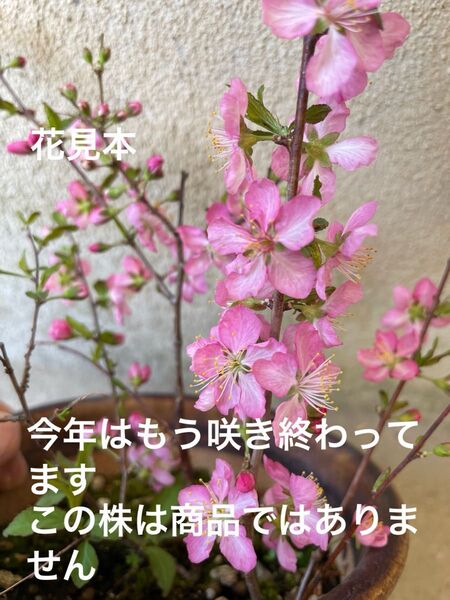 ニワウメ
