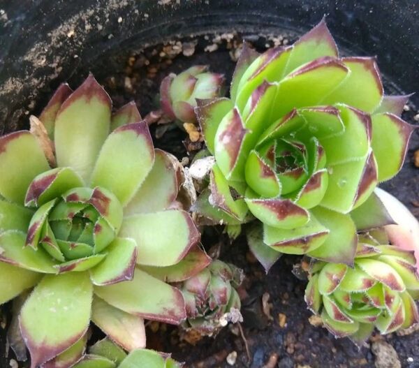 センペルビウム根付き苗セット 多肉植物 送料込み