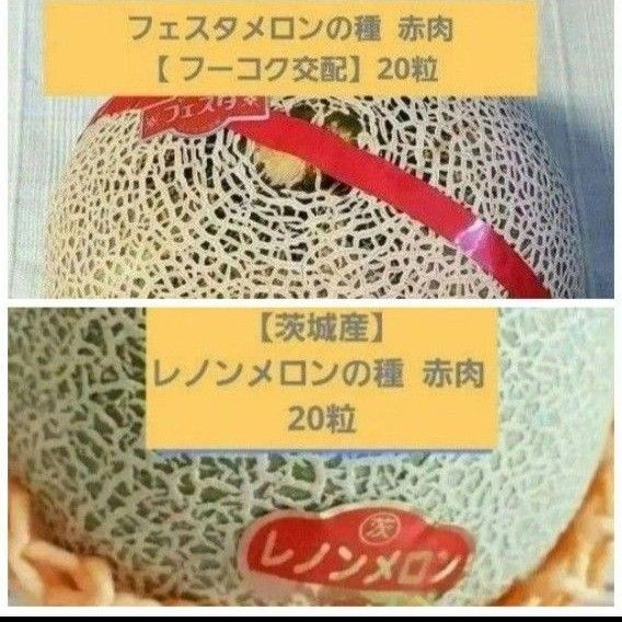 【熊本産】フェスタメロンの種 赤肉【 フーコク交配】20粒【茨城産】レノンメロンの種 赤肉 20粒 2種類セット