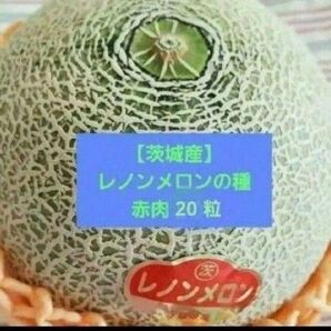 【茨城産】レノンメロンの種 赤肉 20粒