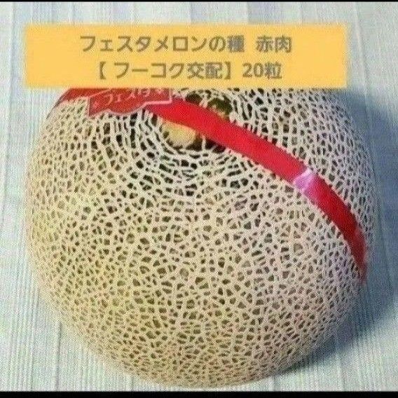 フェスタメロンの種 赤肉 【 フーコク交配】20粒