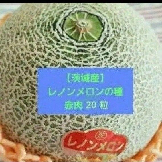 【茨城産】レノンメロンの種 赤肉 20粒