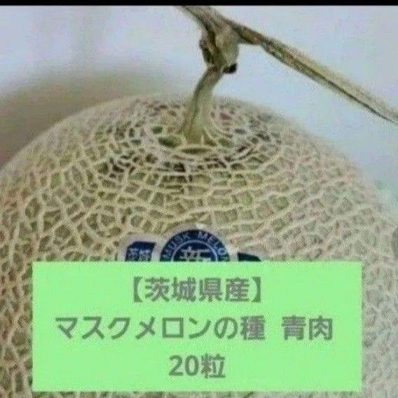 【茨城県産】マスクメロンの種 青肉 20粒