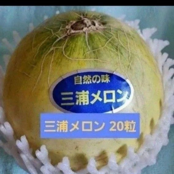 【神奈川県産】三浦メロンの種 赤肉 20粒