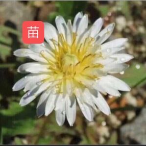 即購入禁止 シロバナタンポポ レアな白い蒲公英 山野草