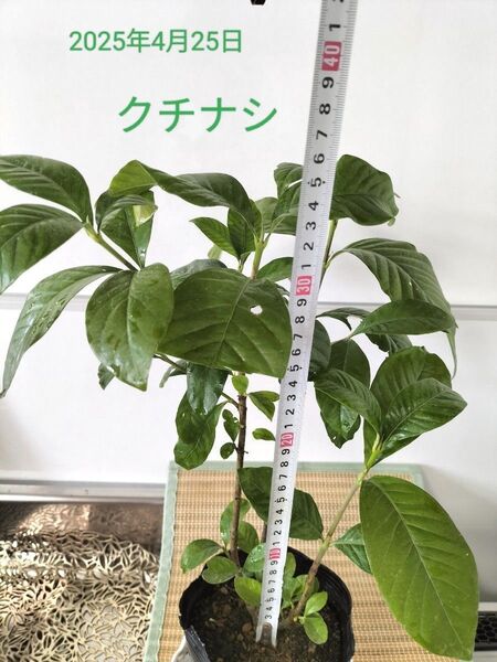 クチナシの苗木 無農薬☆