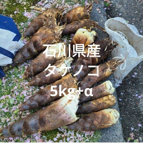 石川県産 たけのこ 筍 タケノコ 5kg 天然 無農薬 米ぬか付き