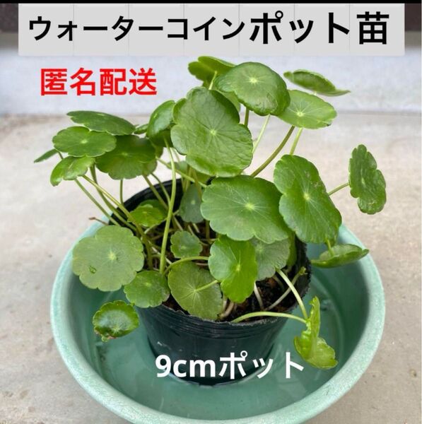 9a3☆メダカ大喜び〜☆増えるウォーターコイン☆ウォーターマッシュルーム☆水草