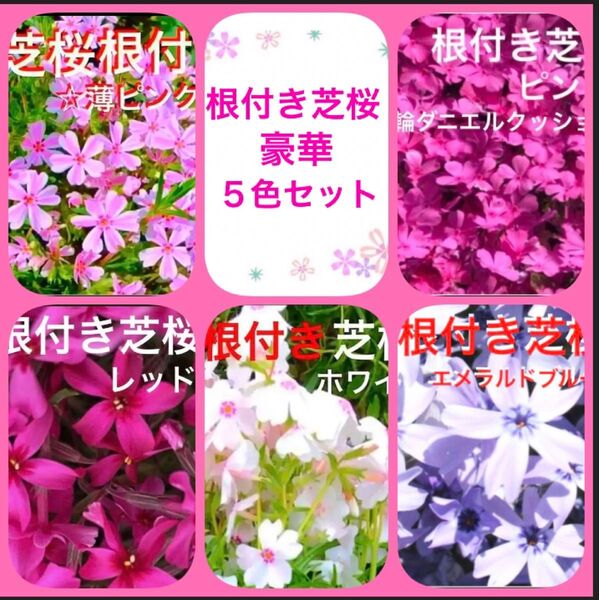 5a☆根付き芝桜☆豪華5色セット☆