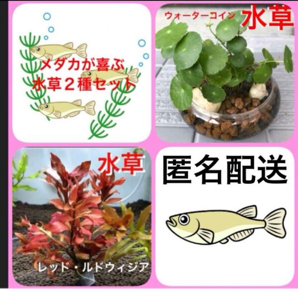 N1☆メダカの遊び場☆水草2種☆ウォーターコイン☆レッドルドウィジア☆