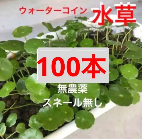 100a☆メダカの休憩☆増えるウォーターコイン〜☆ウォーターマッシュルーム☆ 水草