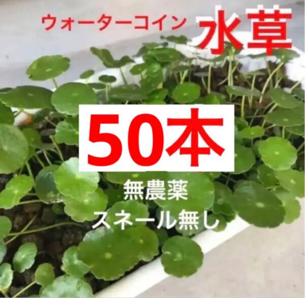 50d☆メダカの休憩☆増えるウォーターコイン〜☆ウォーターマッシュルーム☆ 水草