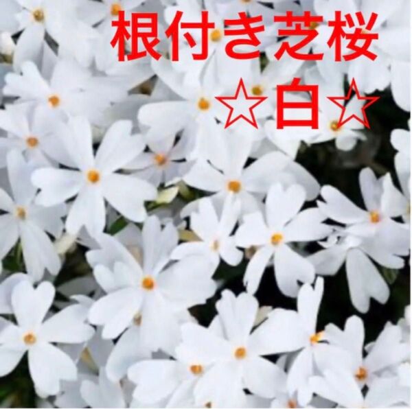⑦1☆芝桜☆白☆モンブラン☆シッカリ根付き苗☆初心者向け☆