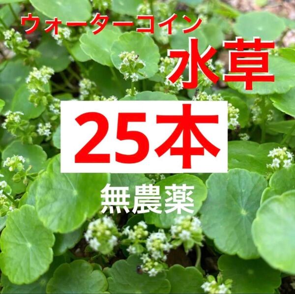1a☆メダカの団欒☆増えるウォーターコイン〜☆ウォーターマッシュルーム