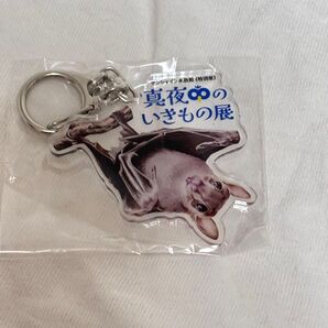 サンシャイン水族館 ガチャガチャ 真夜中のいきもの展 コウモリ