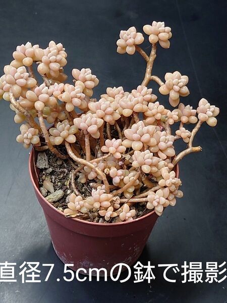 多肉植物 姫秋麗