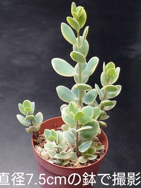 多肉植物 シジミチョウ錦