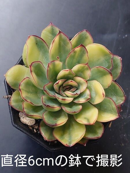 多肉植物 プリドニス錦