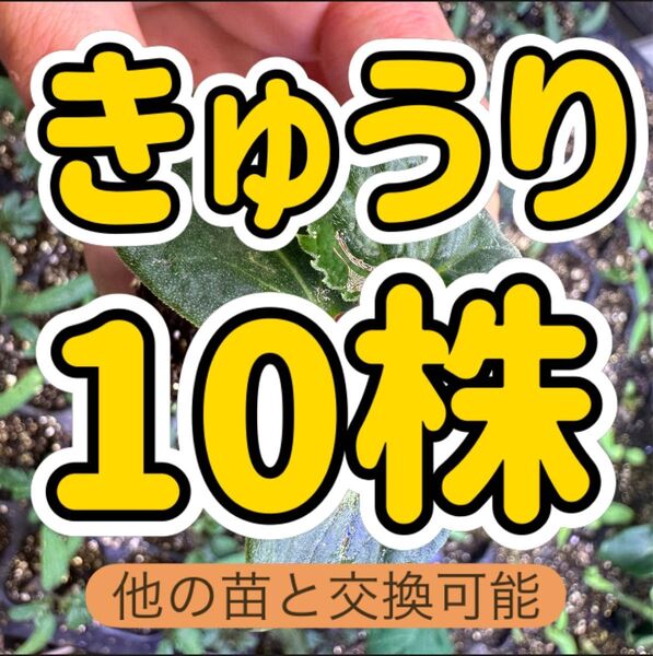きゅうり×10 無農薬 他の苗と交換可能