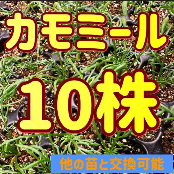 カモミール×10 無農薬 他の苗と交換可能
