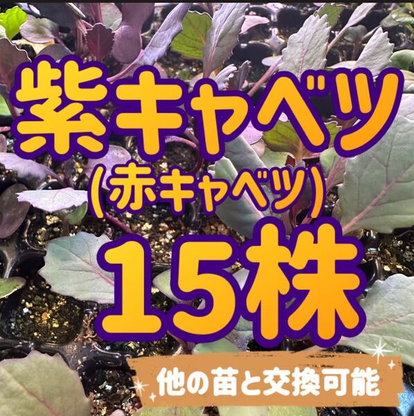 赤キャベツ×15 無農薬 他の苗と交換可能