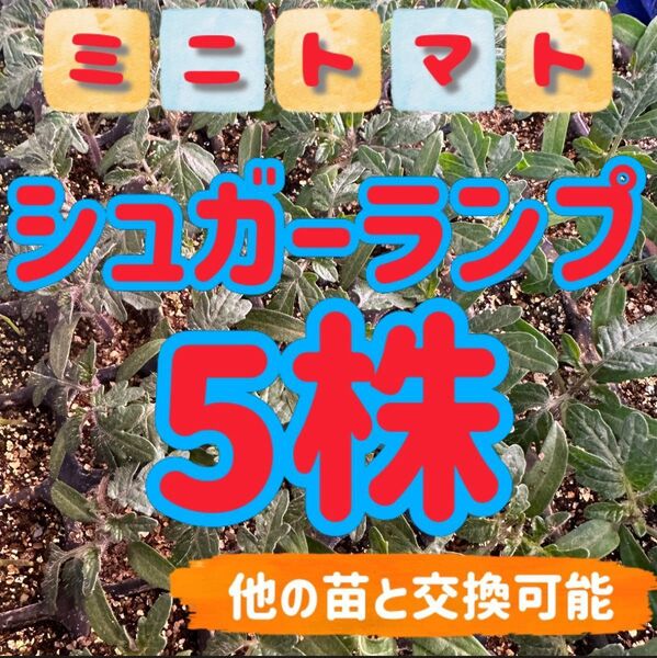 シュガーランプ×5 無農薬 他の苗と交換可能