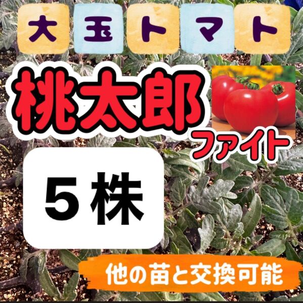 桃太郎ファイト×5 小苗 無農薬 他の苗と交換可能