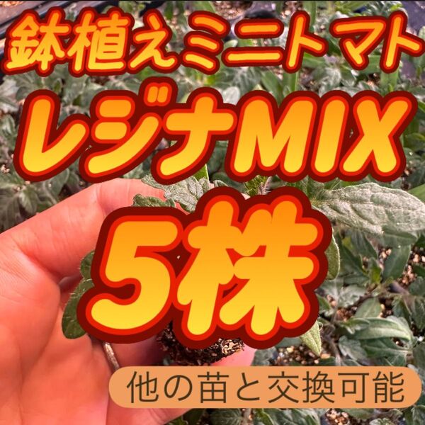レジナミックス×5 無農薬 他の苗と交換可能