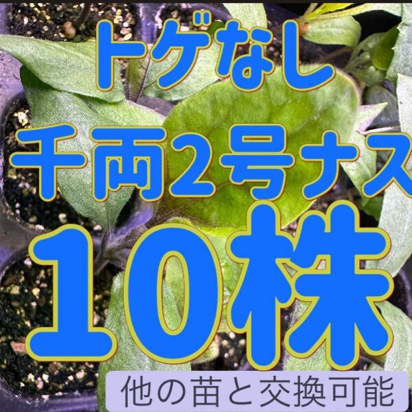 トゲなし千両2号なす×10 無農薬 他の苗と交換可能