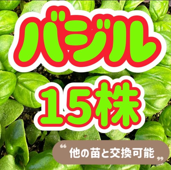 バジル×15 無農薬 他の苗と交換可能