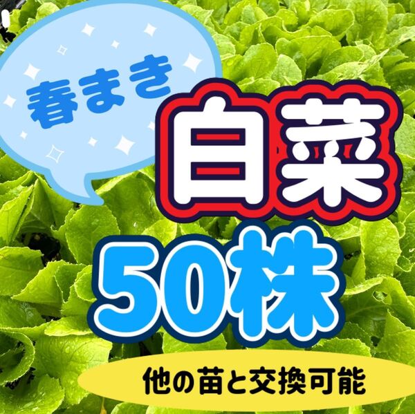 春まき白菜×50 無農薬 他の苗と交換可能