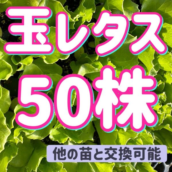 玉レタス×50 無農薬 他の苗と交換可能