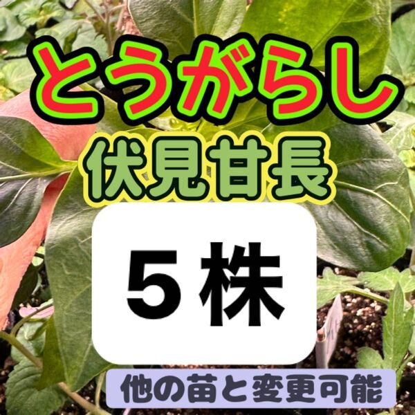 とうがらし 唐辛子 伏見甘長×5 無農薬 他の苗と交換可能