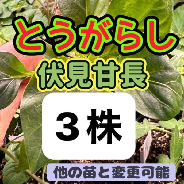 伏見甘長とうがらし×3 無農薬 他の苗と交換可能