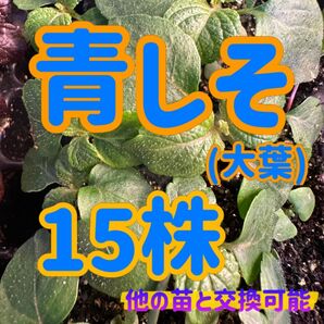 大葉×15 無農薬 他の苗と交換可能