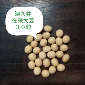 【津久井在来大豆 30粒】 晩生 枝豆も! / 自家採種 自然農 自然農法(農薬不使用 無肥料 不耕起)在来種 昨年度自家採種