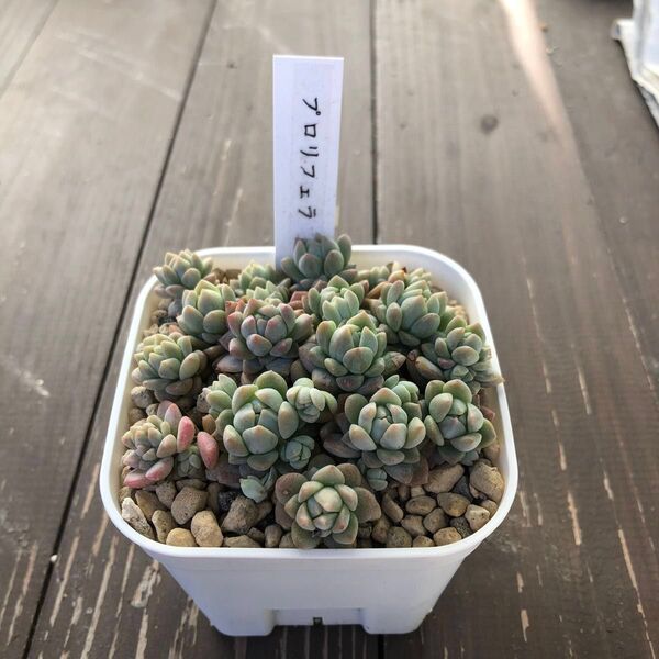 多肉植物 フロリフェラ 抜き苗 おまけ付き(グリーンネックレス)
