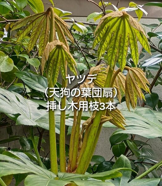 ヤツデ 八つ手 天狗の葉団扇 挿し木用 枝 3本 ゆうパケットポスト発送