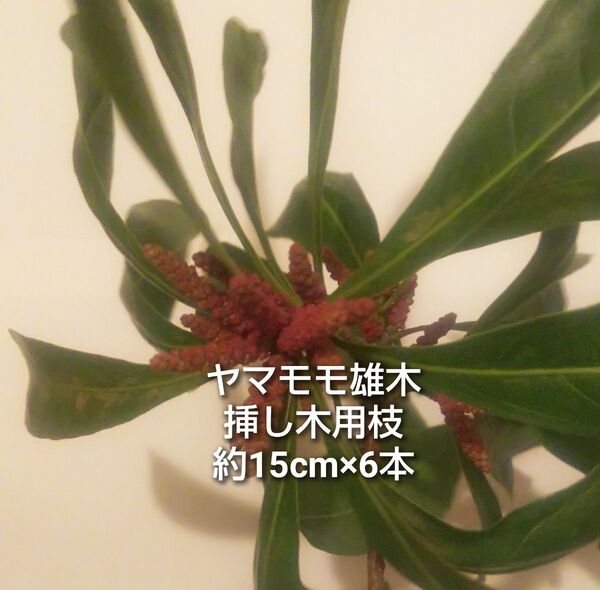 ヤマモモ 雄木 挿し木用 枝 6本 約15cm ゆうパケットポスト発送 挿し穂 ジャム ジュース シロップ