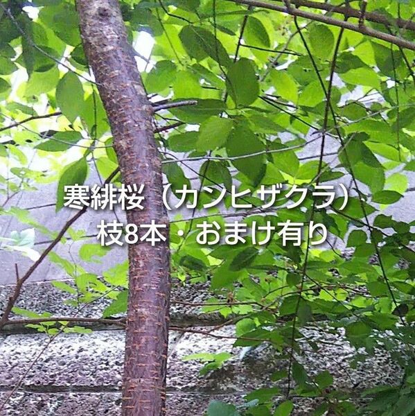 寒緋桜 カンヒザクラ 挿し木用 枝 8本 おまけ有り ゆうパケットポスト