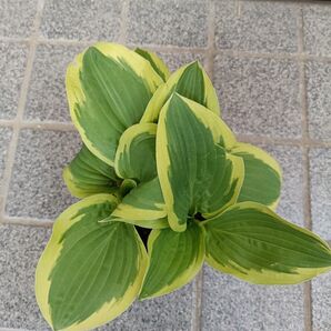ギボウシ 斑入り 苗