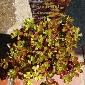梅雨前限定増量中☆サルサヴェルデ カット苗 セダム 多肉植物
