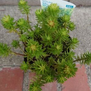 やまゆ様専用☆梅雨前限定で増量中☆セディフォルムゴールド カット苗 10カット 多肉植物