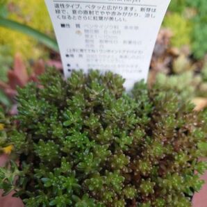 梅雨前限定大増量中☆コーラルカーペット カット苗 多肉植物 セダム