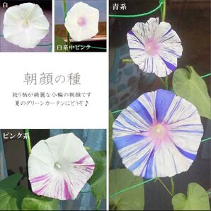 斑入り朝顔の種 およそ2g