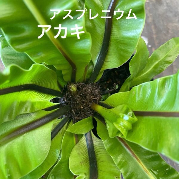 アスプレニウム プリカーツム アカキ
