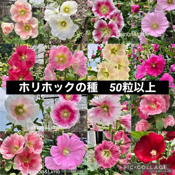 ホリホック タチアオイの種