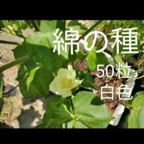 綿の種 種子 白色 匿名